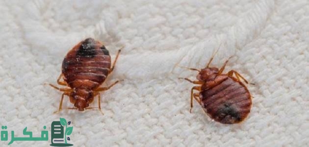 بودرة القضاء على البق والبراغيث