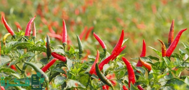 زراعة الفلفل الحلو والحار في أصيص