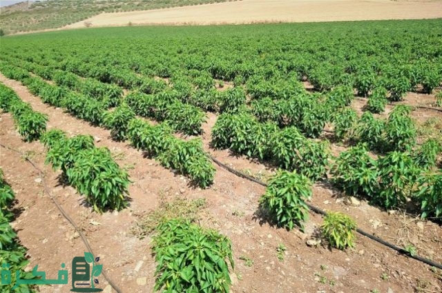 زراعة الفلفل الحلو والحار في أصيص