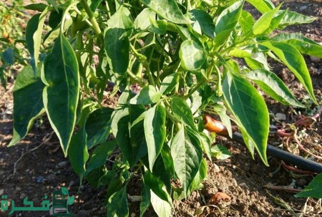 زراعة الفلفل في البلكونة