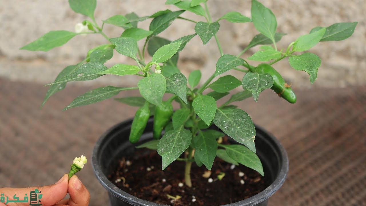 زراعة الفلفل في البلكونة