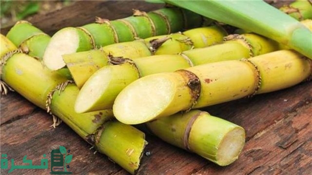 فوائد عصير القصب للقولون
