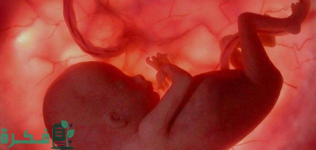 كيف اشعر بنبض الجنين في الشهر الثالث كيف اشعر بنبض الجنين في الشهر الثالث