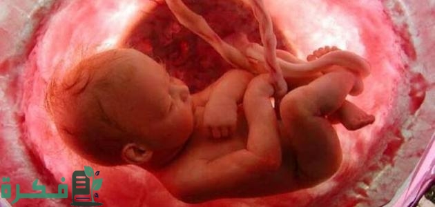 ماذا يحتاج الجنين في الشهر الثالث
