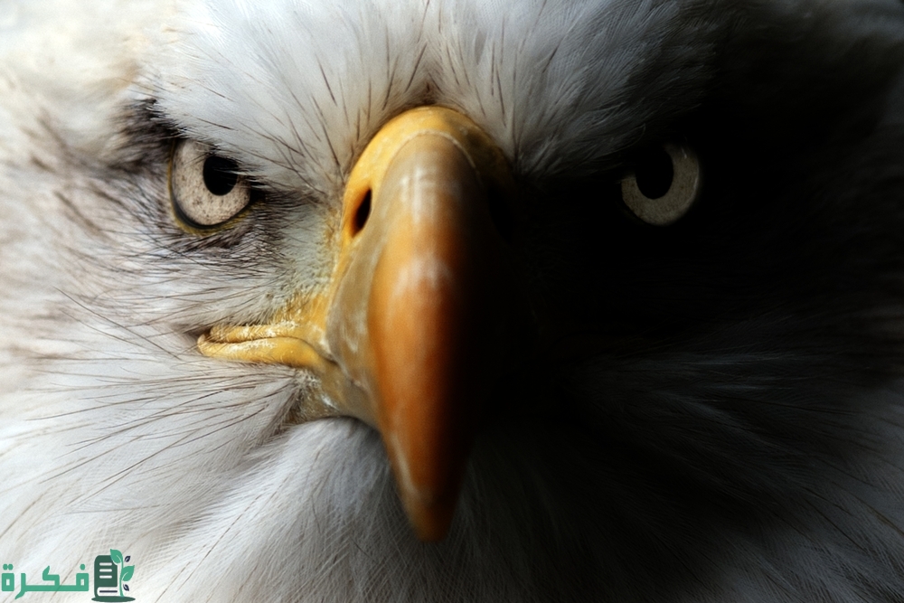 ماذا يطلق على اسم فرخ النسر