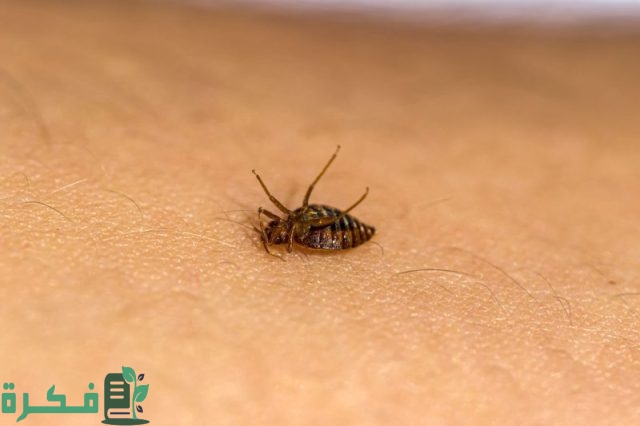 هل النفتالين يقتل البق