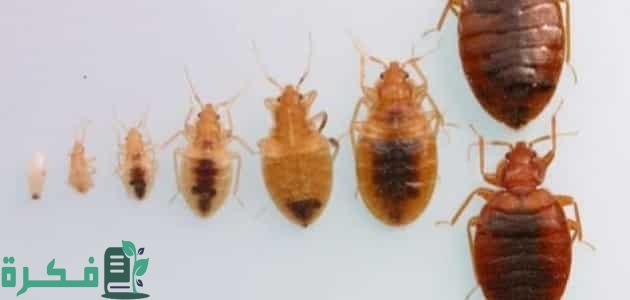 هل النفتالين يقتل البق