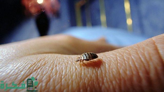 هل النفتالين يقتل البق