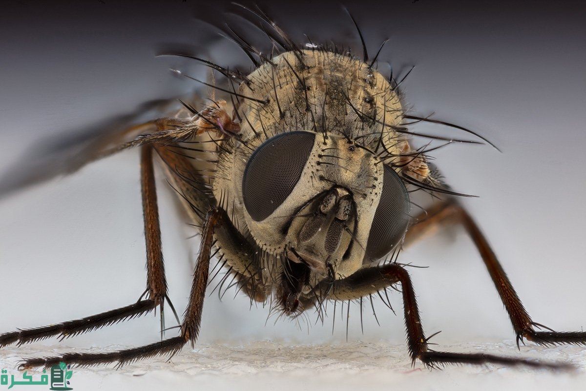 هل يجوز قتل الذباب وهل مضرب الذباب حرام؟