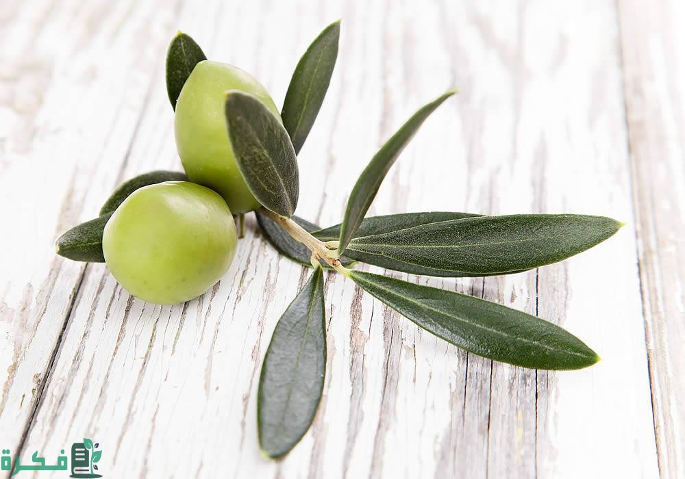 أضرار ورق الزيتون على الكلى