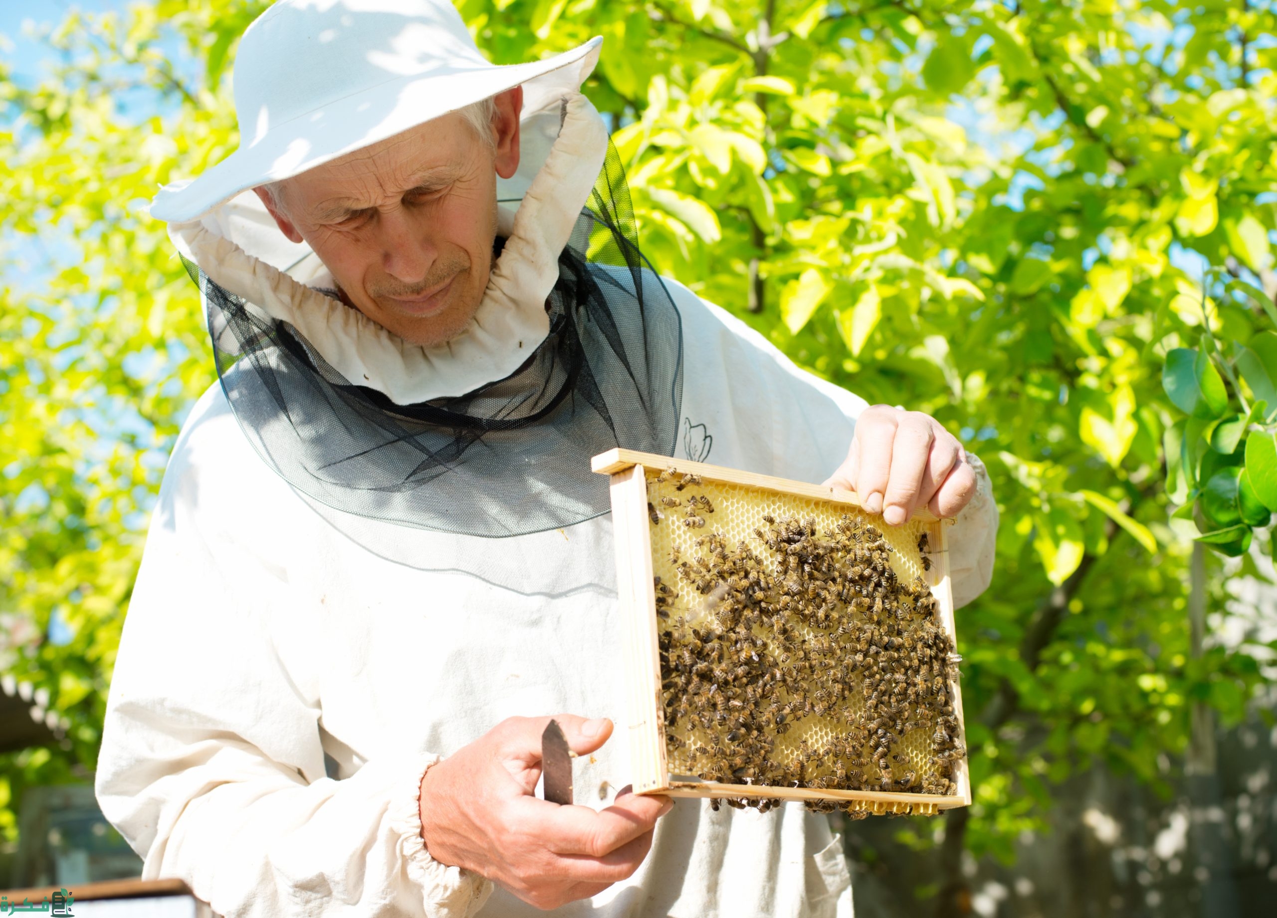 خطوات التقديم على طلب تصريح نحال – مزاولة مهنة 1445 الشروط المطلوبة وزارة البيئة والمياه والزراعة 