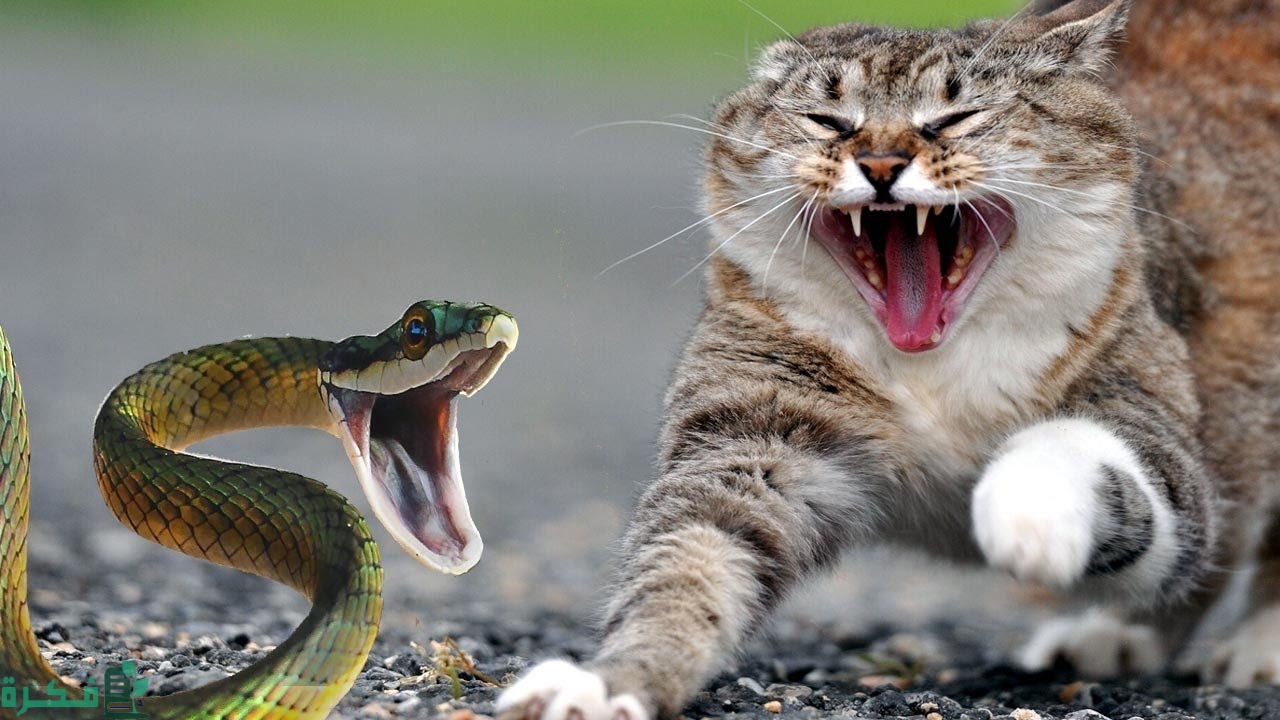 ما تفسير حلم ثعبان يهاجم قط؟