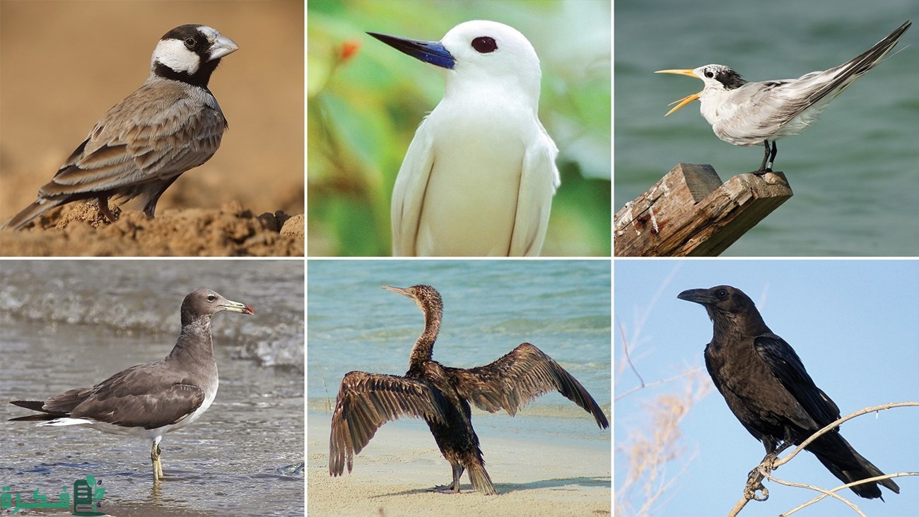 هل تصنف الطيور في السلسلة الغذائية أدناه