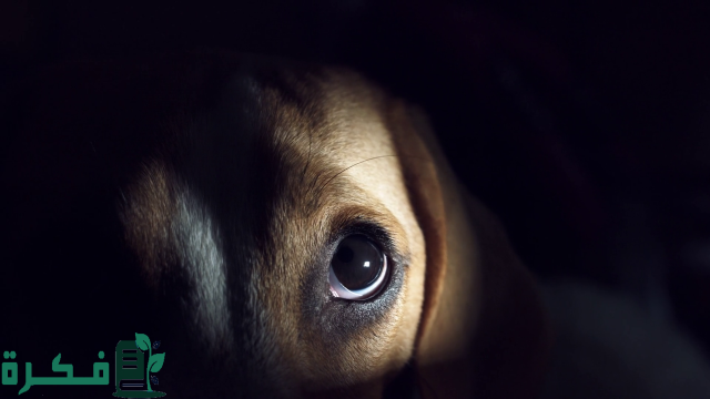 هل الكلاب ترى الجن؟