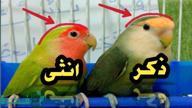 كيف يمكنني بسهولة التفريق بين ذكر وأنثى طيور الحب؟ كيف يمكنني بسهولة التفريق بين ذكر وأنثى طيور الحب؟