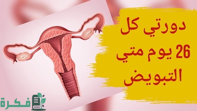 دورتي كل 26 يوم متى أيام التبويض للحمل بولد؟ 6 دورتي كل 26 يوم متى أيام التبويض للحمل بولد؟