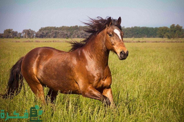ما تفسير حلم الخوف من الحصان في المنام؟