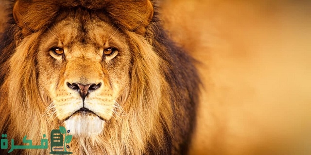 ما معنى حلم أسد يأكل إنسان قريب مني؟
