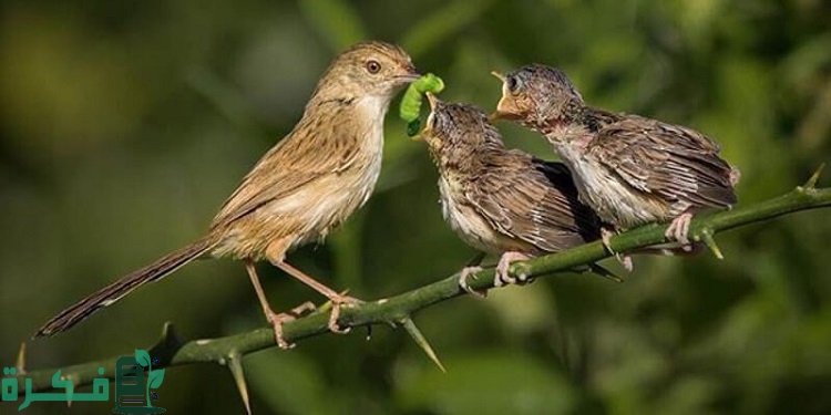 هل الرزق مكتوب ولا يمكن تغييره بالسعي والاجتهاد؟