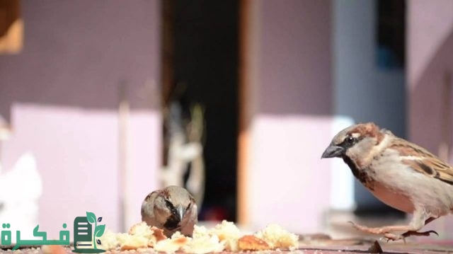 هل الرزق مكتوب ولا يمكن تغييره بالسعي والاجتهاد؟