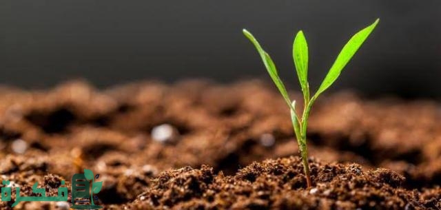 هل تقوم المحللات بإعادة الفوسفور من الكائنات الميتة للتربة؟