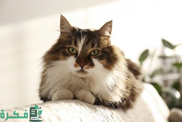 هل نزول السائل من القطة دليل على قرب ولادتها؟