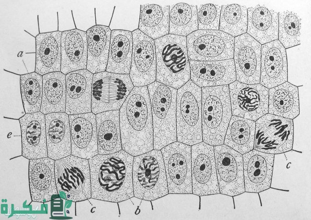 أول من شاهد الخلية هو العالم