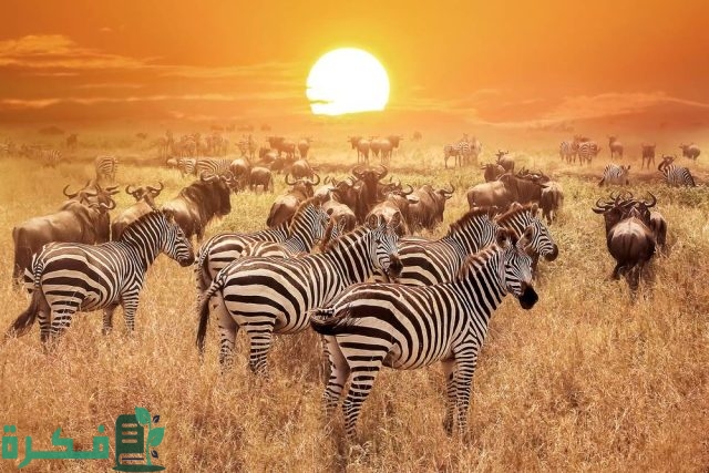 دليل سفاري الرياض