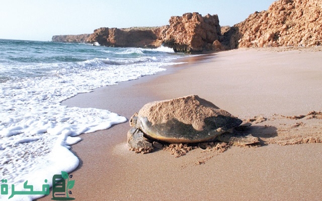 أنواع السلاحف في عمان