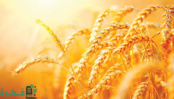 استهلاك السعودية من القمح