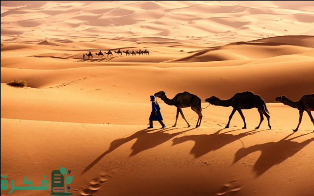 503 رمز اي قبيلة  503 رمز اي قبيلة