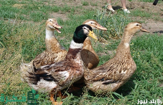 أسعار البط المسكوفي عمر 15 يوم