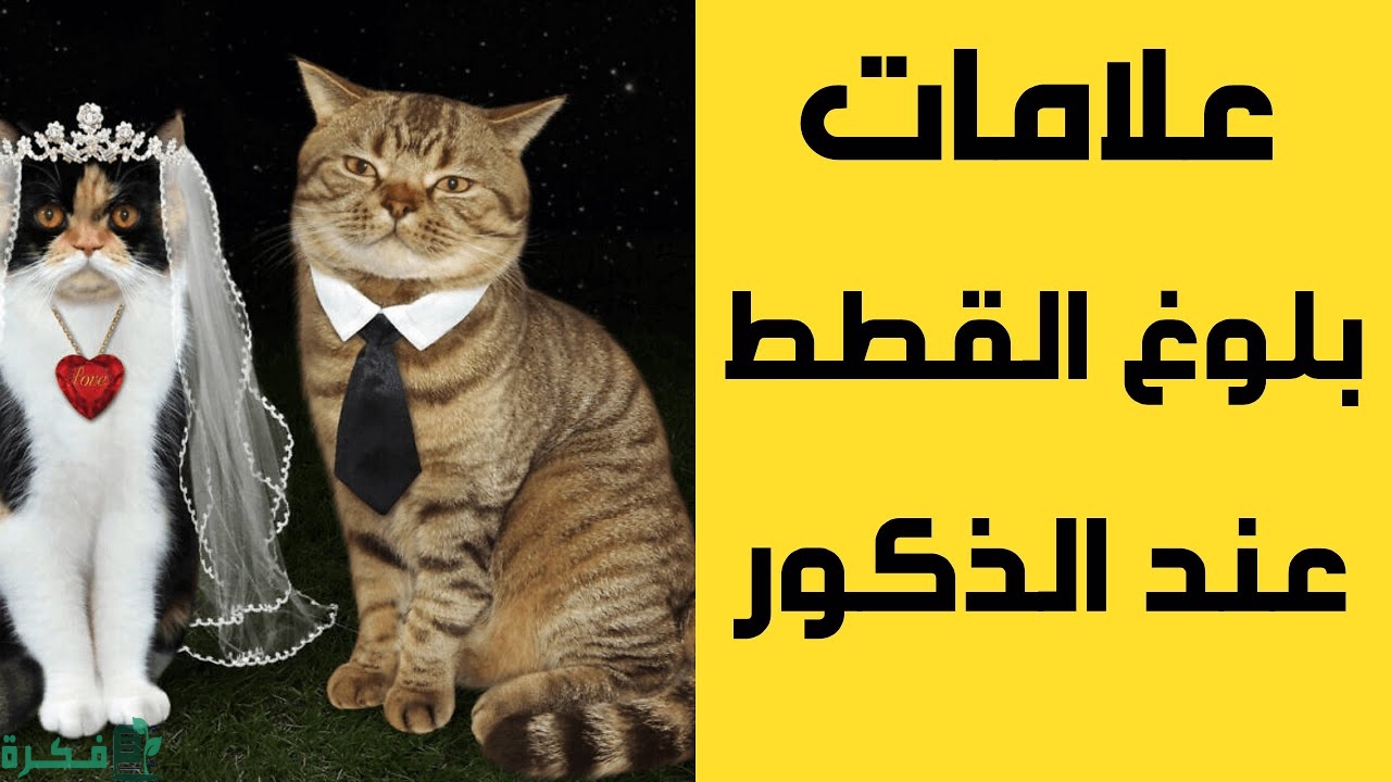 علامات التزاوج عند القطط الذكور