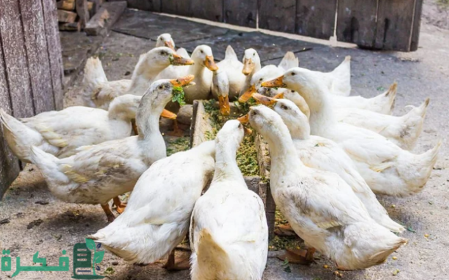 أسعار البط البغال اليوم