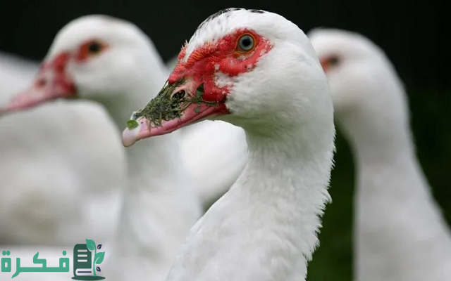 سعر البط السوداني اليوم