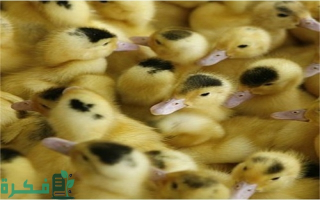 سعر البط المولار عمر 15 يوم