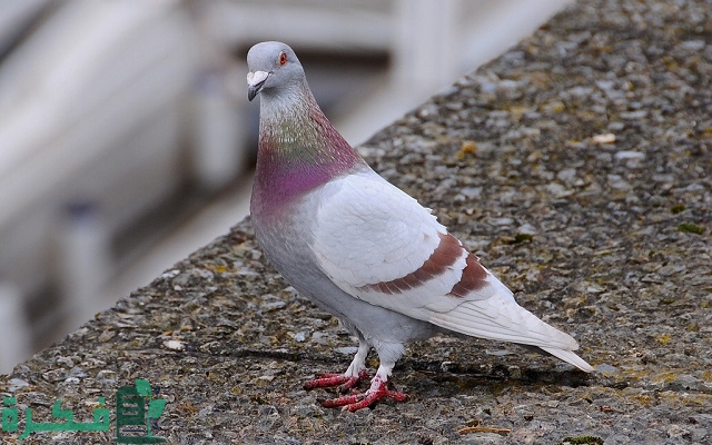 سعر الحمام القطاوي اليوم