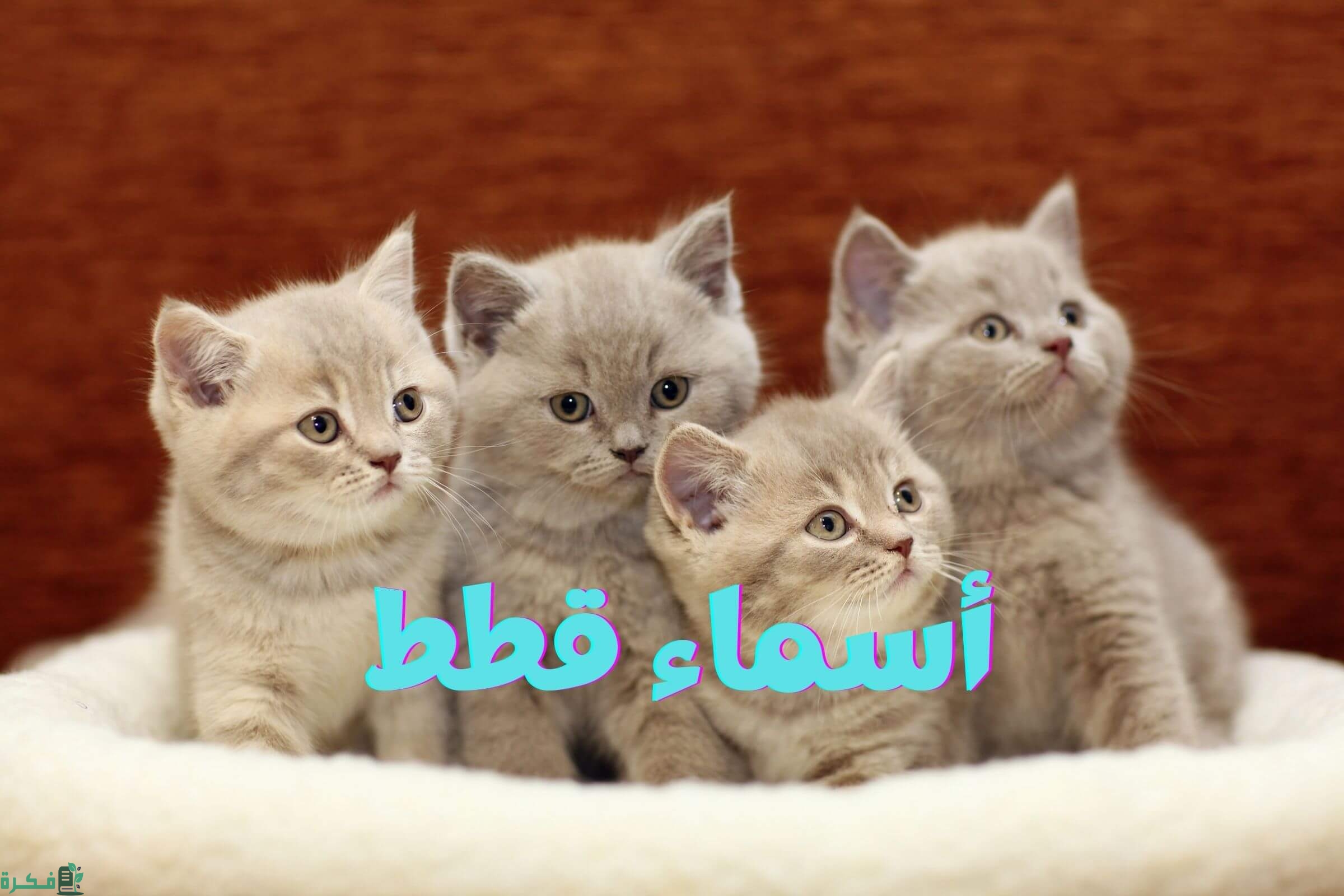 اسماء قطط