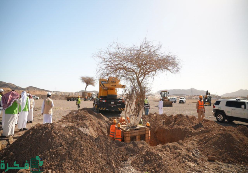 "الغطاء النباتي" ينقل 8 أشجار معمرة إلى متنزه البيضاء بالمدينة المنورة
