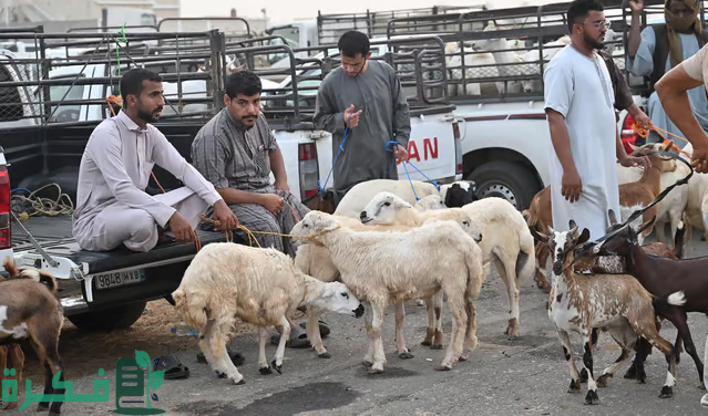 شاهد من جازان.. إقبالٌ من المتسوّقين على شراء الأضاحي والأسعار تتجاوز وتتفاوت!