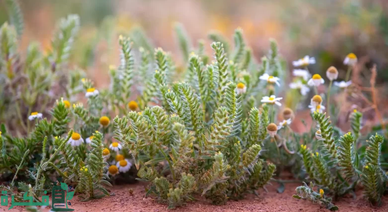"الغطاء النباتي": زراعة نحو 6 ملايين شجرة وشجيرة في 120 فيضة وروضة بالمملكة