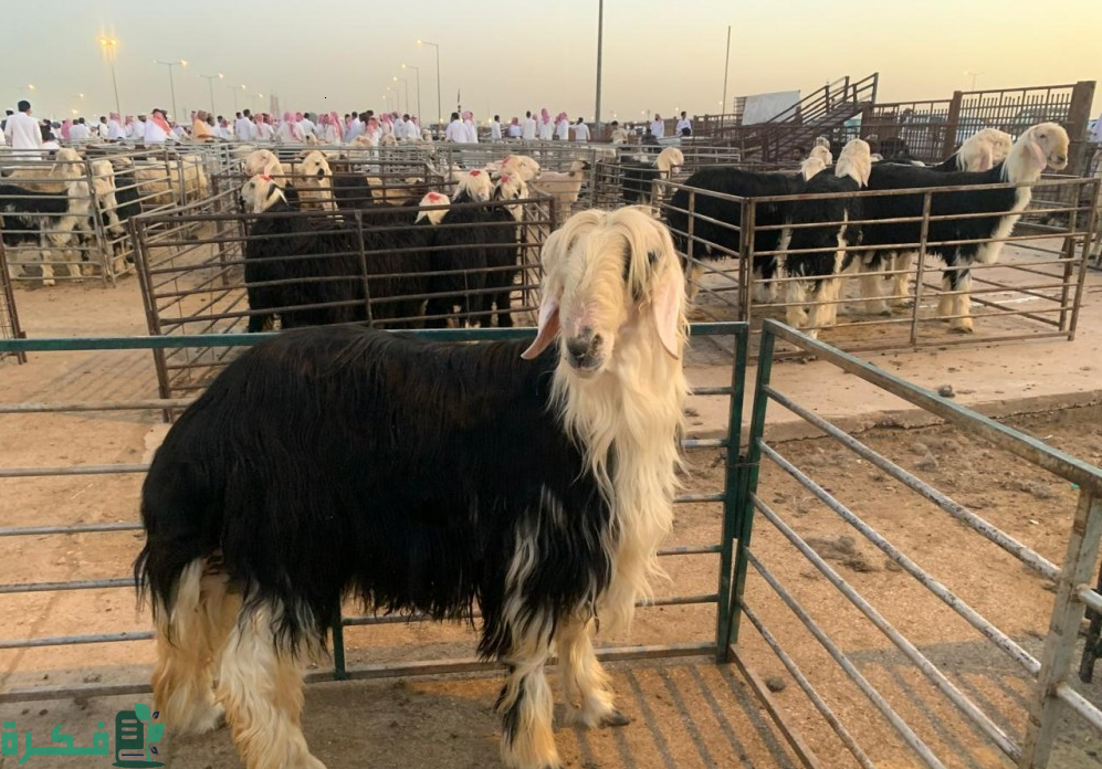 "الرياض" ترصد حركة بيع الأضاحي.. والأسعار مستقرة