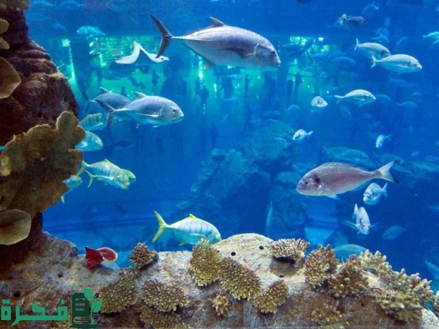 اسعار تذاكر الدخول إلى مربى الشارقة