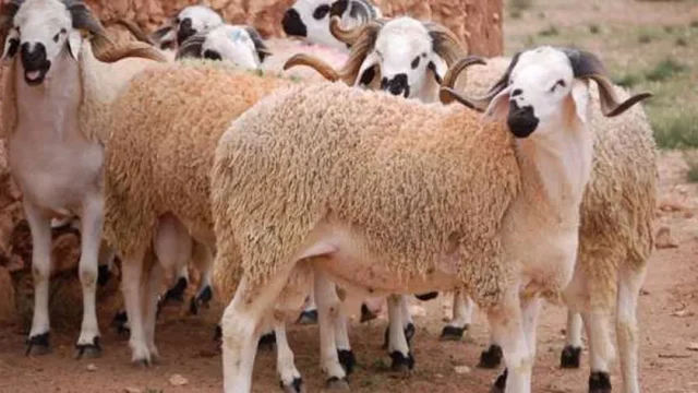 اسعار صك الاضحية