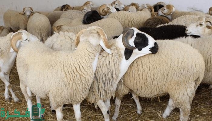 اسعار صك الاضحية