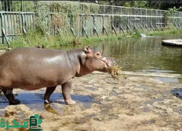 رسوم دخول حديقة الحيوان بالدمام