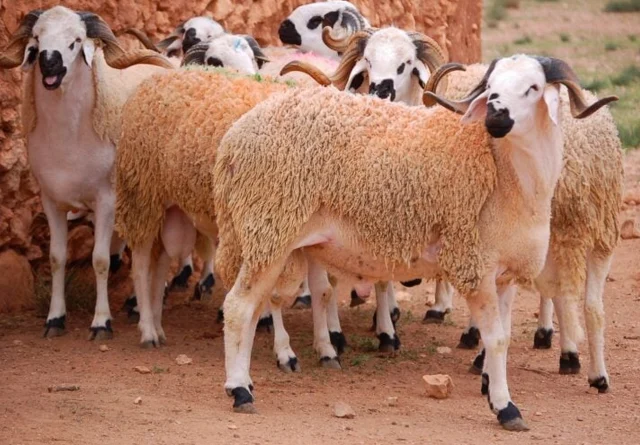 سعر صك الأضحية في الحج