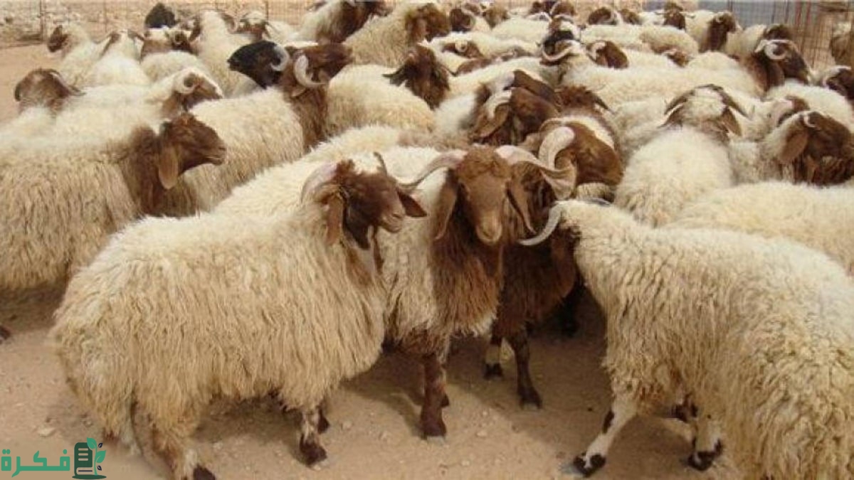 اسعار الاضاحي 2024 السعودية