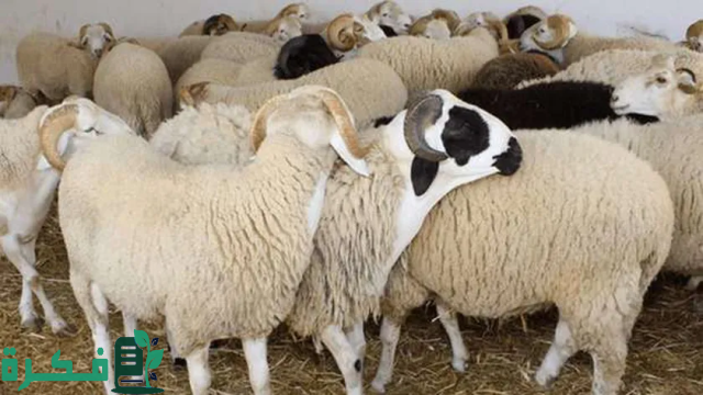 أمانة جدة بالمرصاد لـ 1.243 ذبيحة فاسدة في 5 نقاط تفتيش