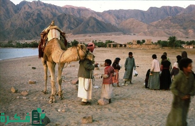 هل كل العرب بدو